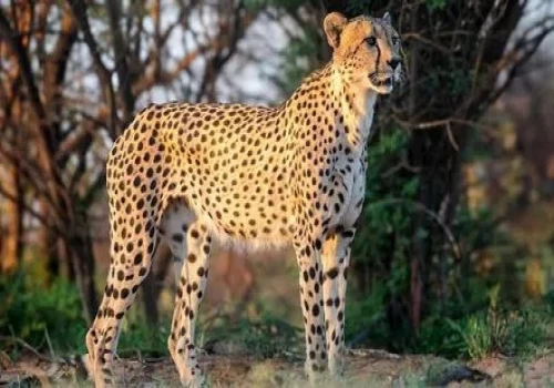 PM Modi’s Cheetah Day note captures India’s big leap in bringing the big cat home